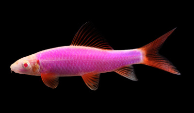 Лабео (GloFish)малиновый, S